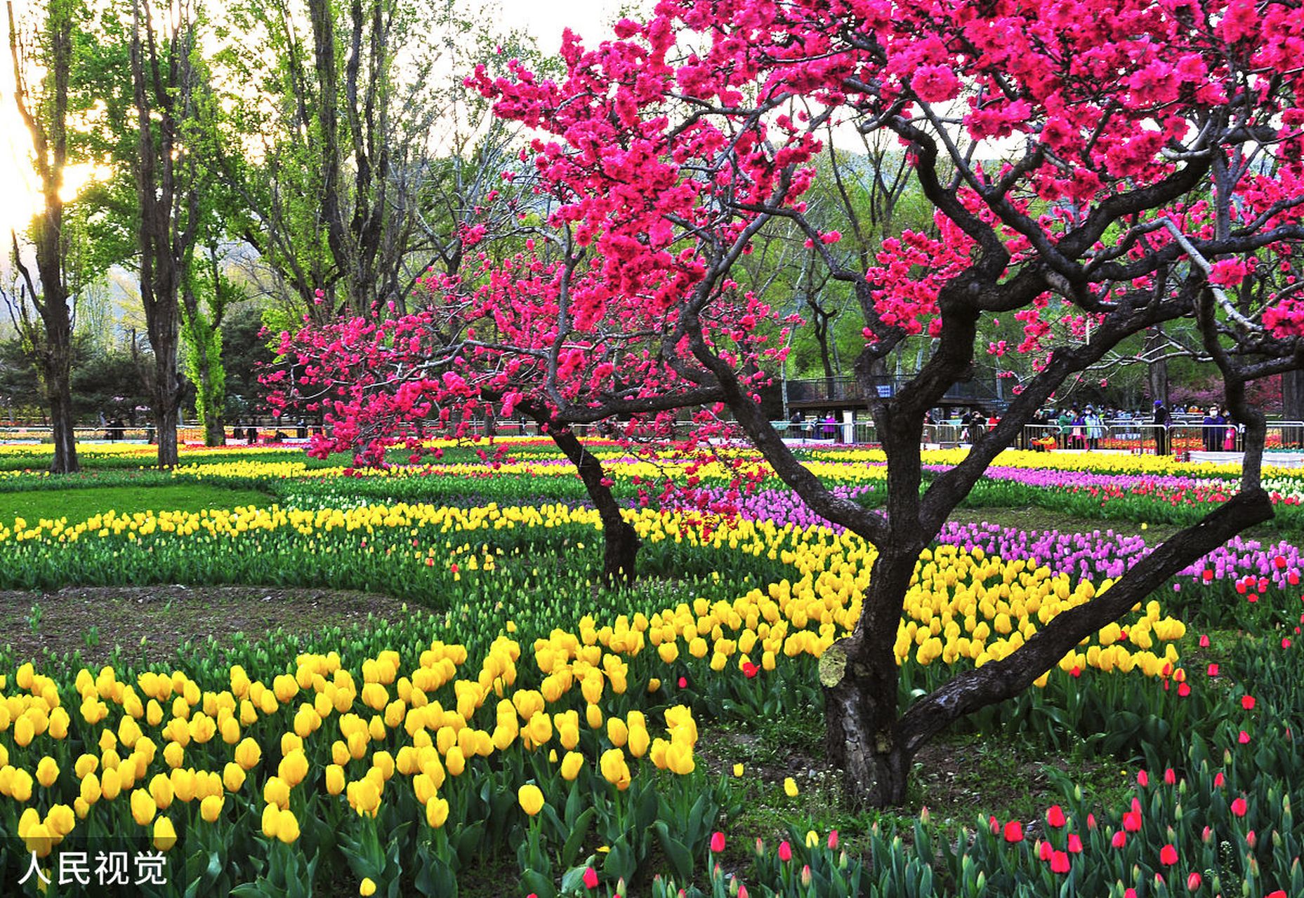 镜头里的春天# 园区内的花草树木,在春风的吹拂下,竞相绽放,仿佛蚀篌