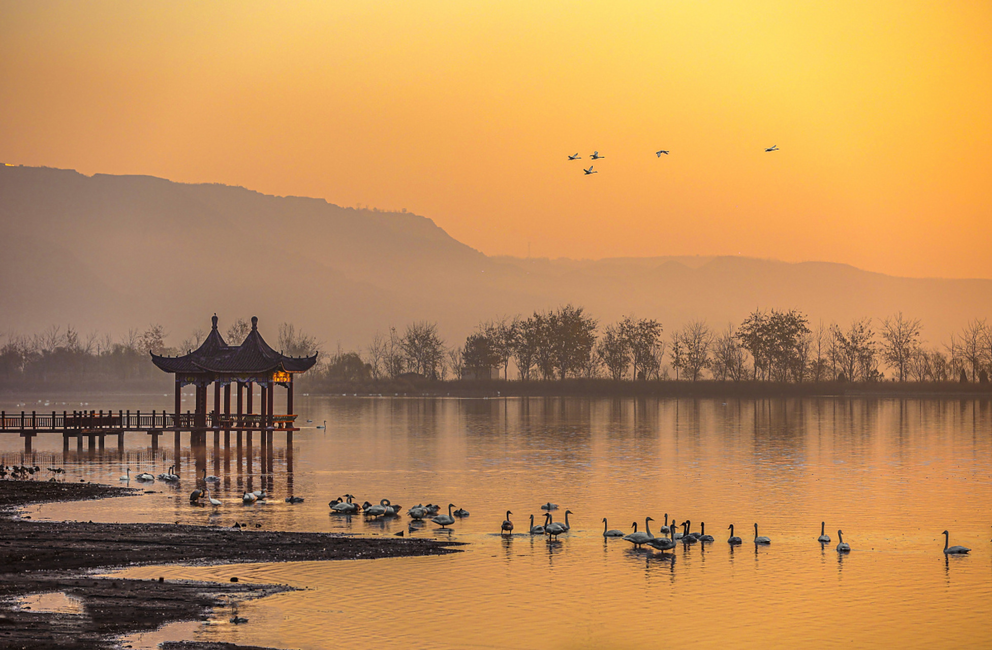 国内文旅# [爱你]山西运城,在芮城县圣天湖景区,成群野生大天鹅在