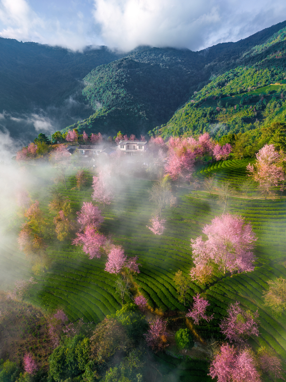 南涧樱花谷风景区图片