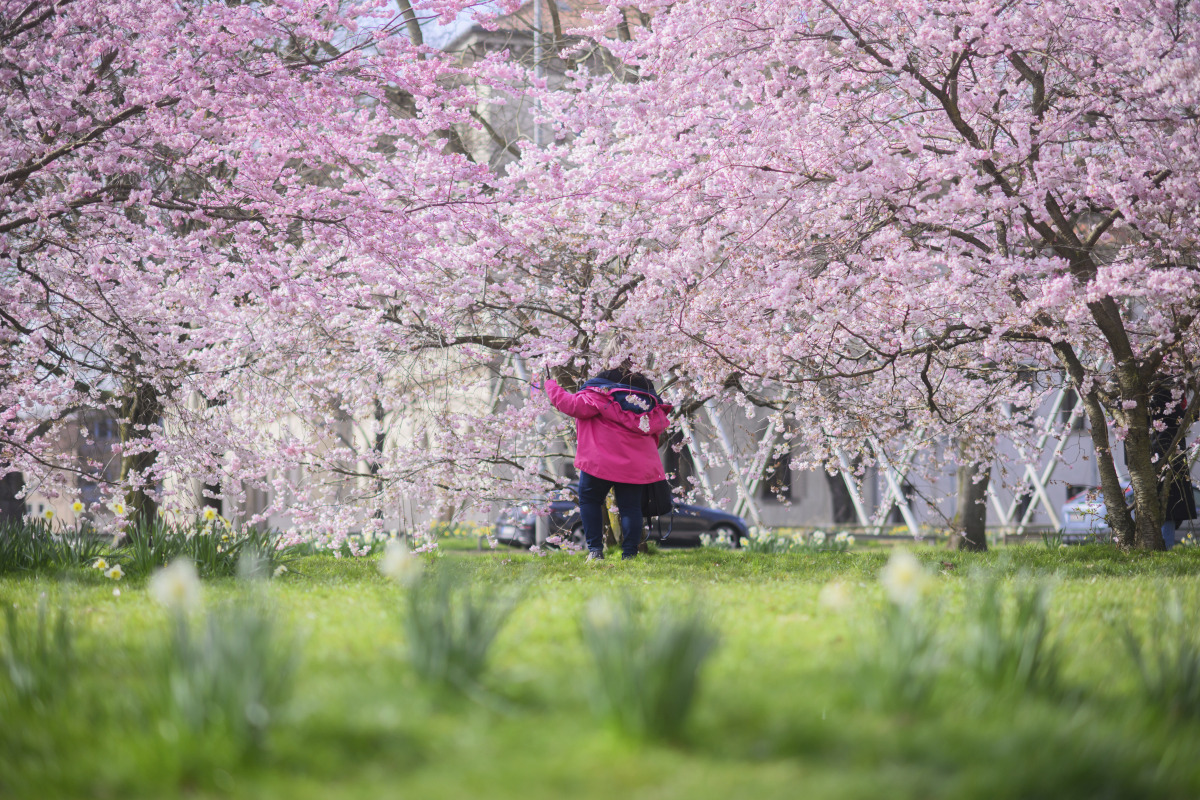 樱花树下游玩,春天的气息扑面而来,每一片花瓣都仿佛在诉说着浪漫的