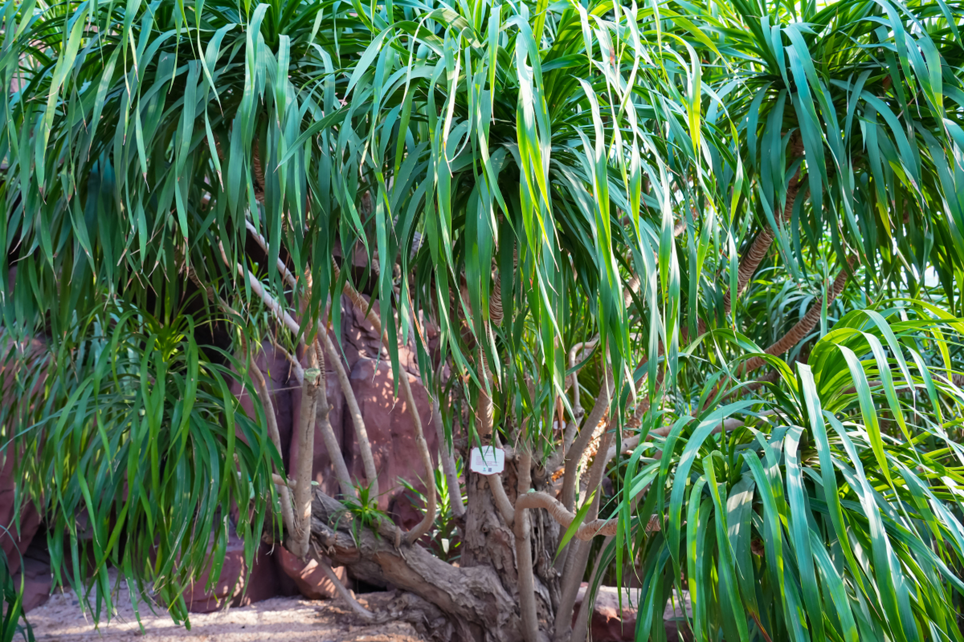 最长寿的"流血树"--龙血树 在非洲和亚洲南部的热带地区,生长着一种会