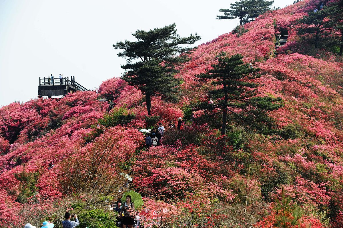 杜鹃山壁纸图片