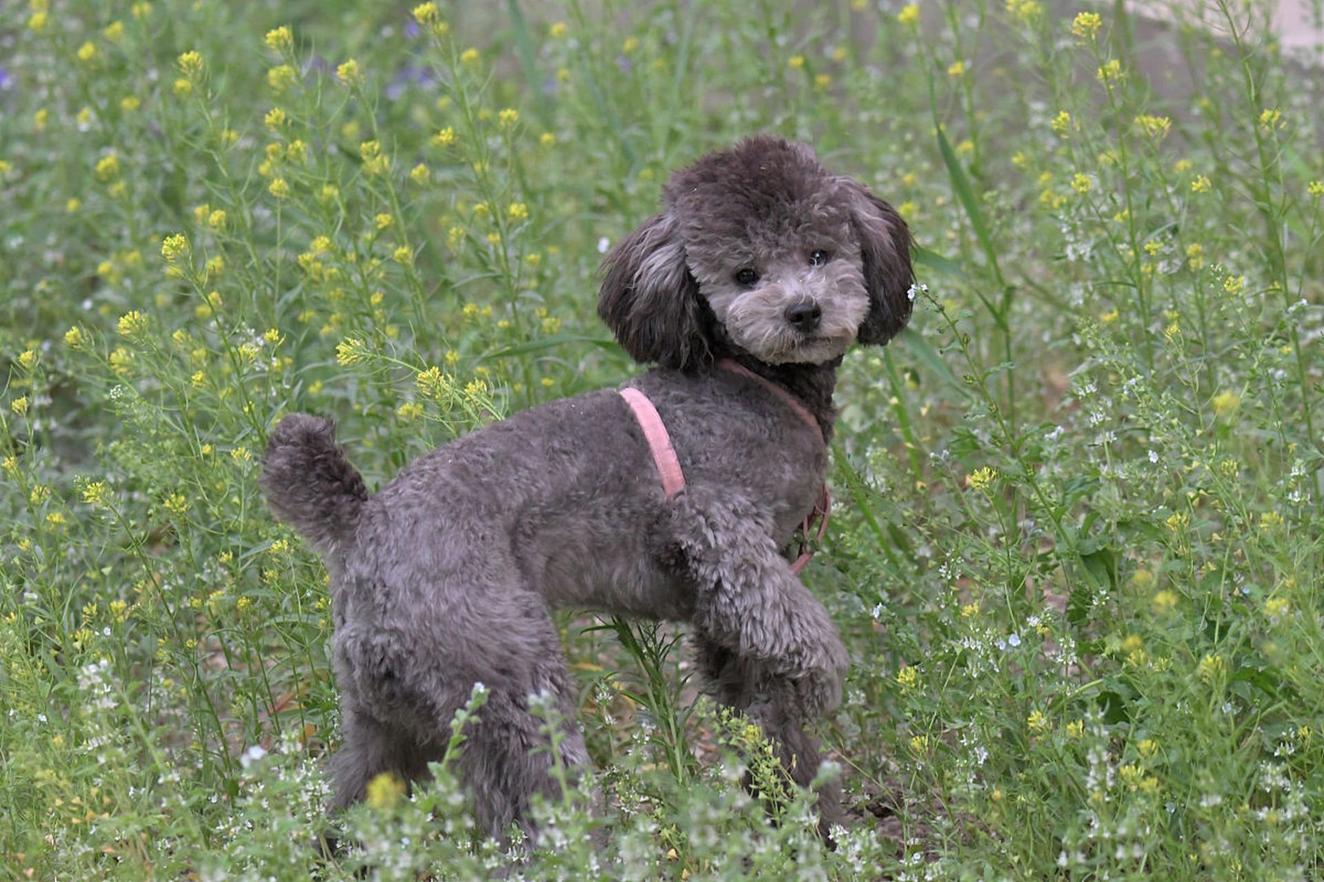 灰色泰迪幼仔通常在3个月左右开始变色,毛色逐渐变成蓝灰色,但并不是