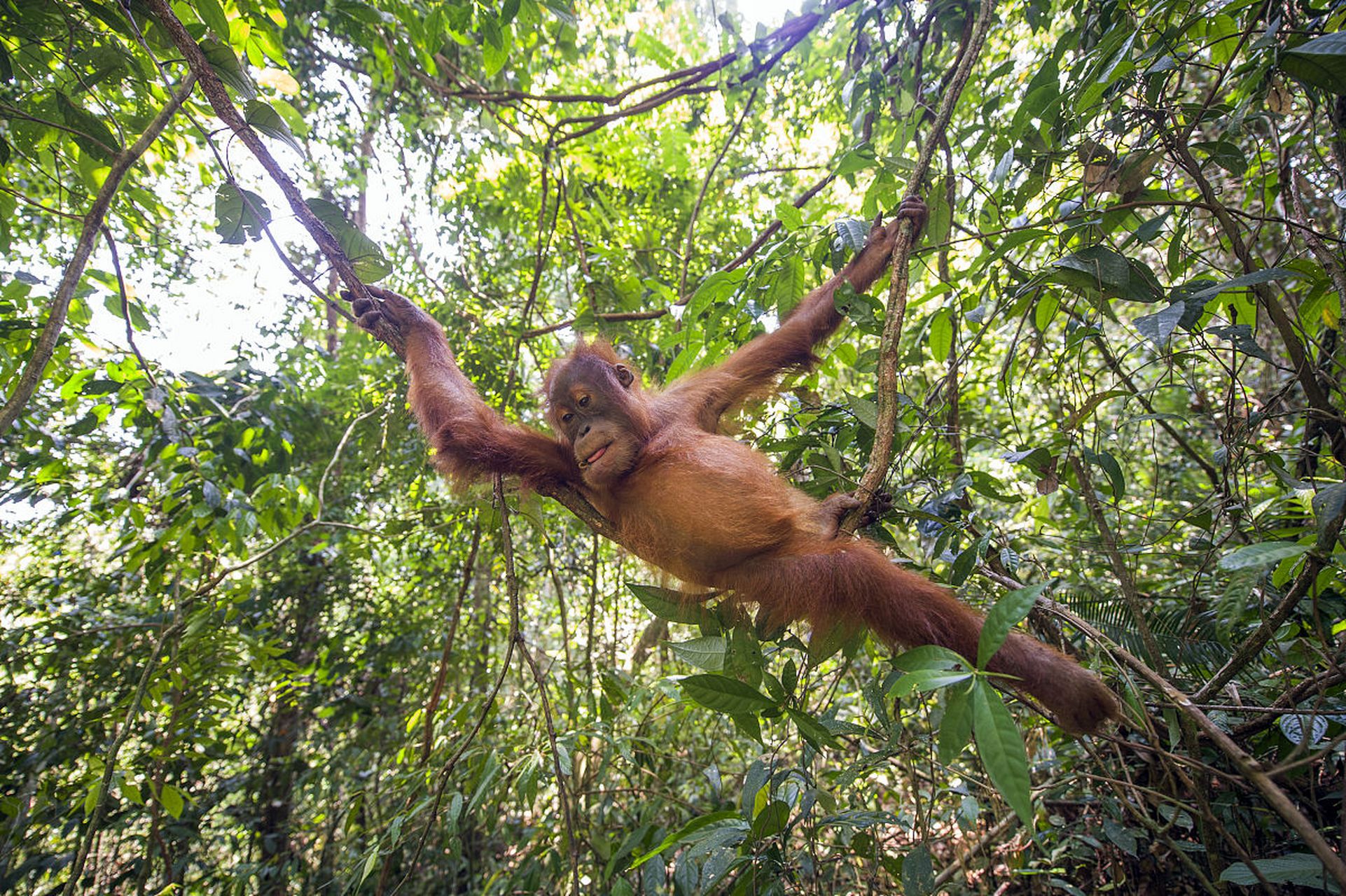 动物趣图# 红毛大猩猩,长长的毛发,攀爬起来十分敏捷!