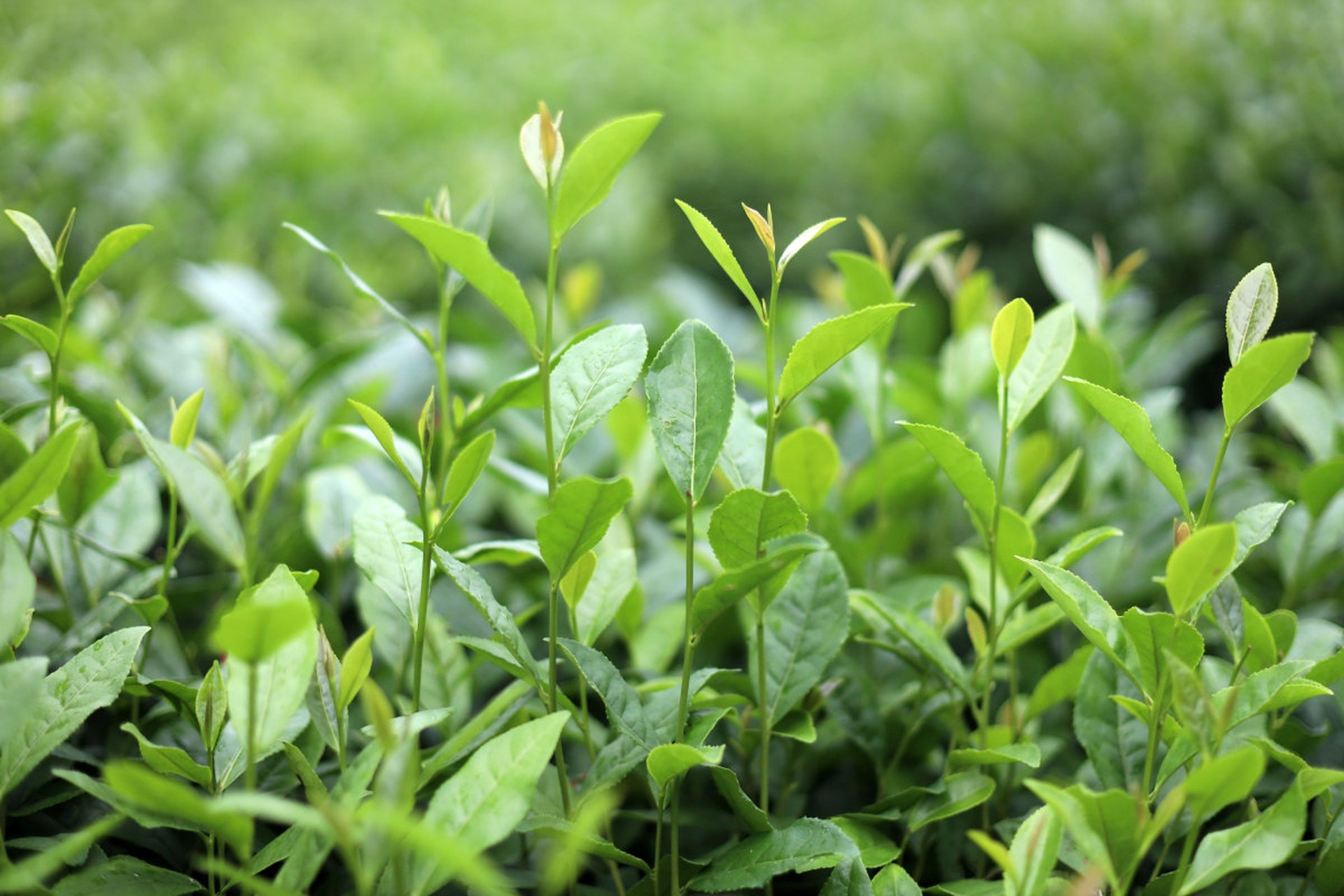 普洱茶树照片图片