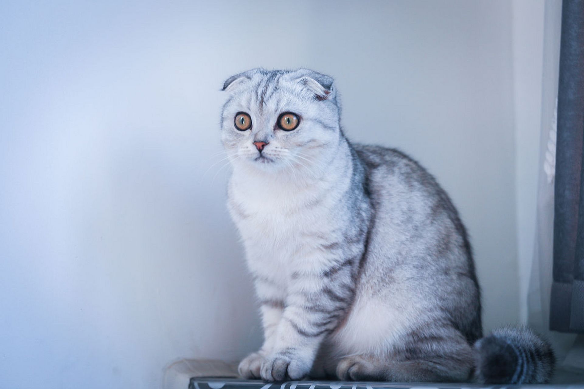 这种独特的耳朵造型,不仅给它们增添了几分神秘感,更让它们在猫咪世界