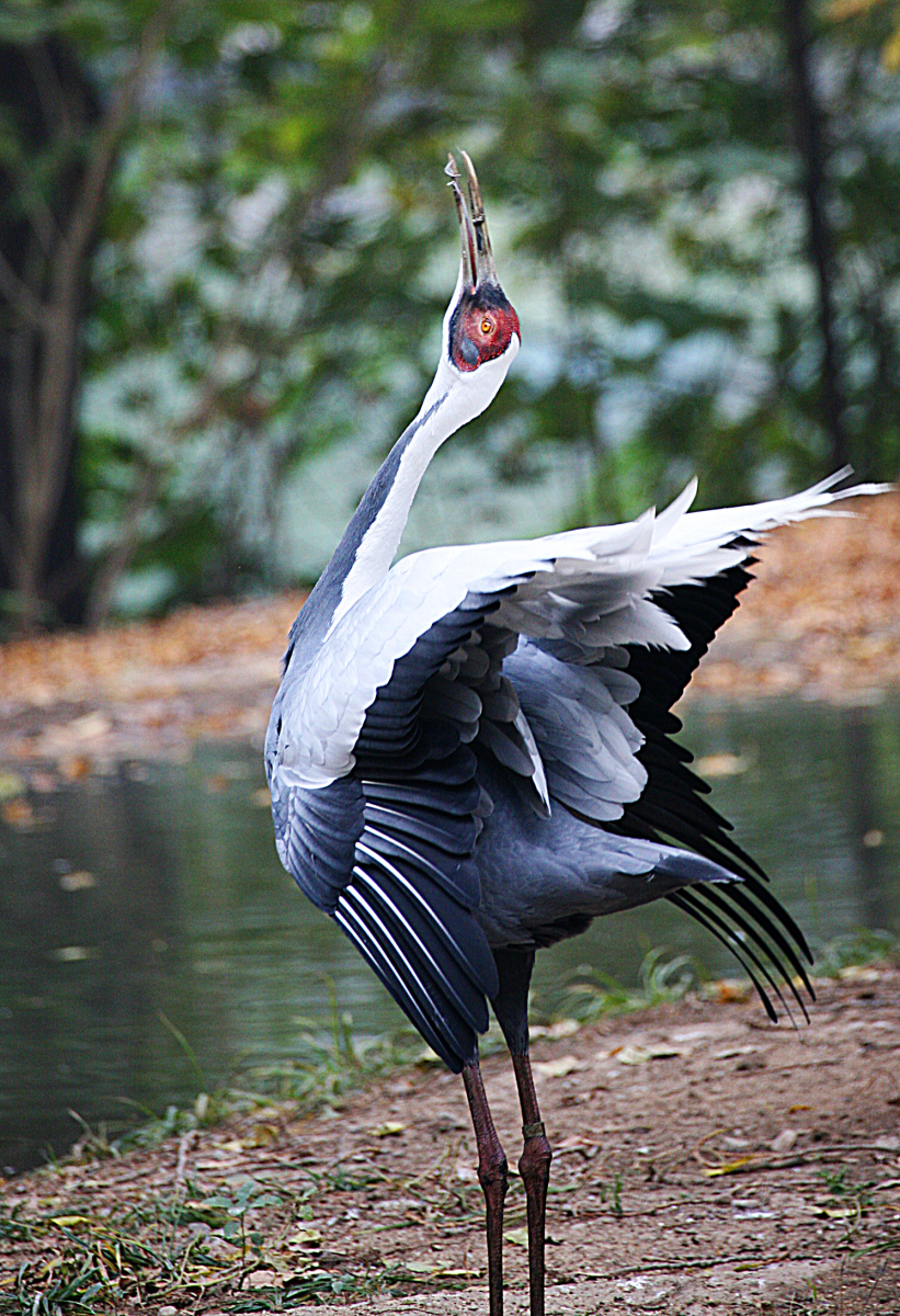 如果要选中国国鸟,你会选丹顶鹤吗?