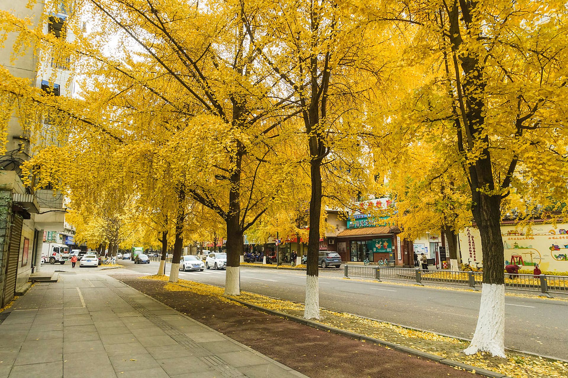 银杏树作为成都市的市树,不仅以其优雅挺拔的身姿成为了这座城市的