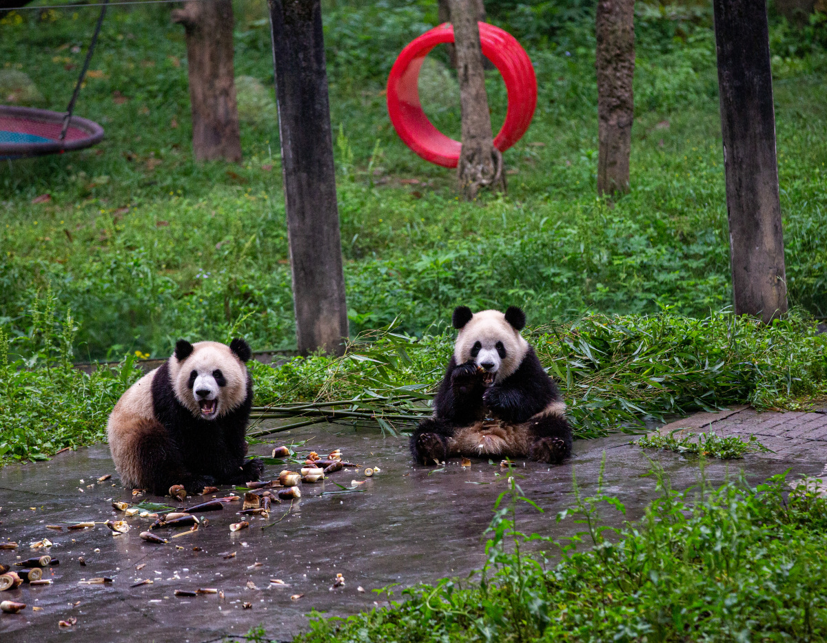 重庆动物园,"六一"儿童节,实行线上预约,限流入园,"六一"儿童节打卡