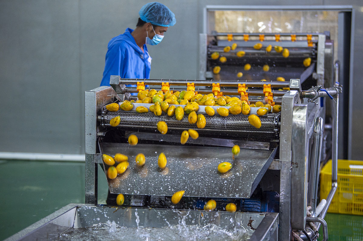 芒果干烘干机 节能环保型食品水果干燥设备