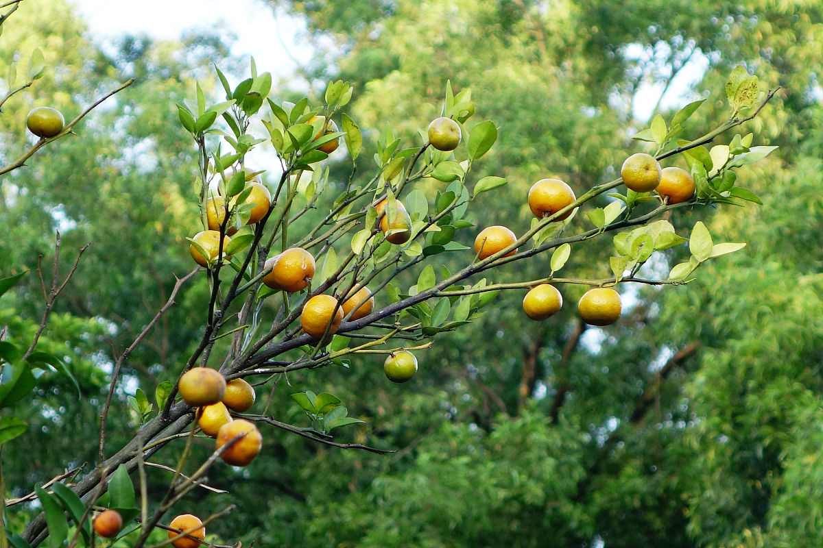 枳实,中药里低调奢华的实力派