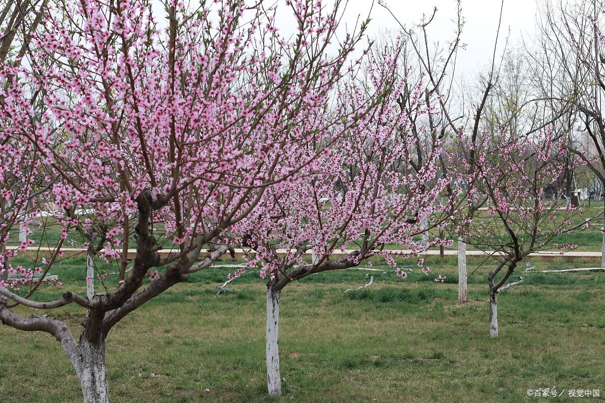 我桃树秋冬季节图片大片桃树照片夏天桃树的样子