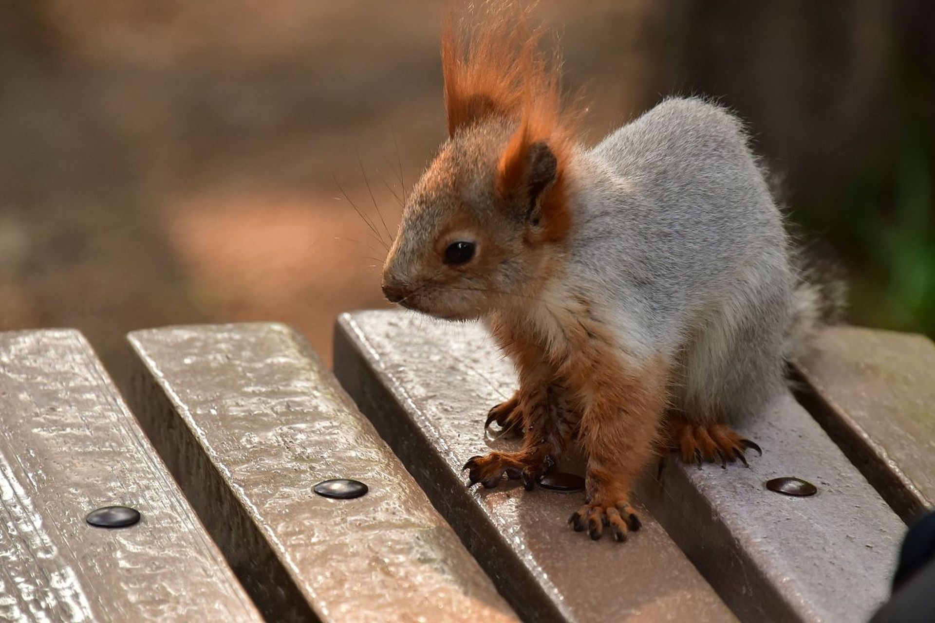 雪地松鼠,是啮齿目松鼠科动物,尾毛密长而且蓬松,四肢及前后足均较长