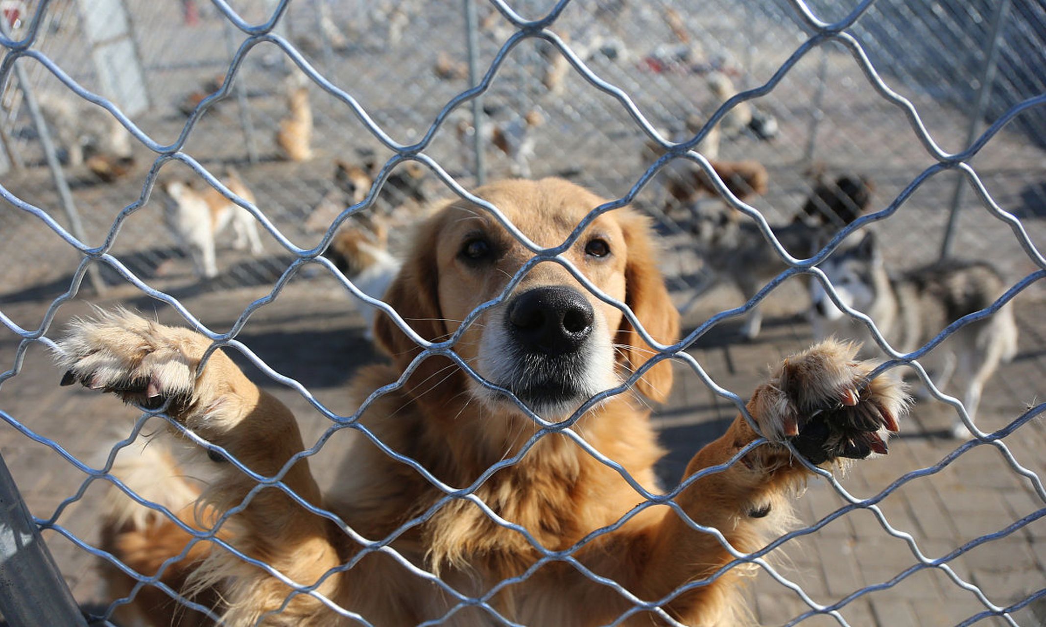 北京张女士遭流浪犬袭击,左小腿被咬伤,其遂将