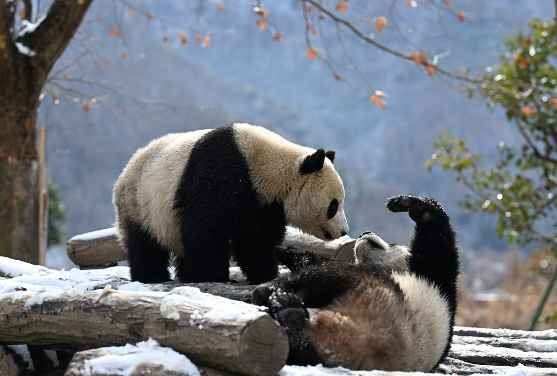 美联社报道:中国计划将新一对大熊猫送往美国,已与美国圣迭戈动物园