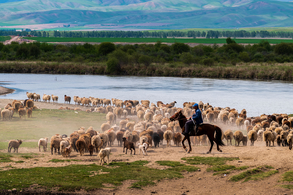 藏族人放牧,如何驱赶牛羊?晚上怎样让牦牛回家?老扎西这么说