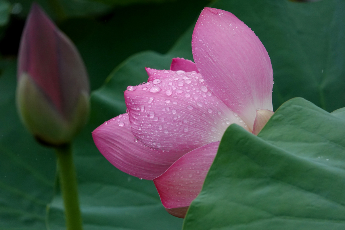 美景如画心陶醉,荷花咧嘴开心梦雨滴飞溅西湖中,望湖水中梦幻情