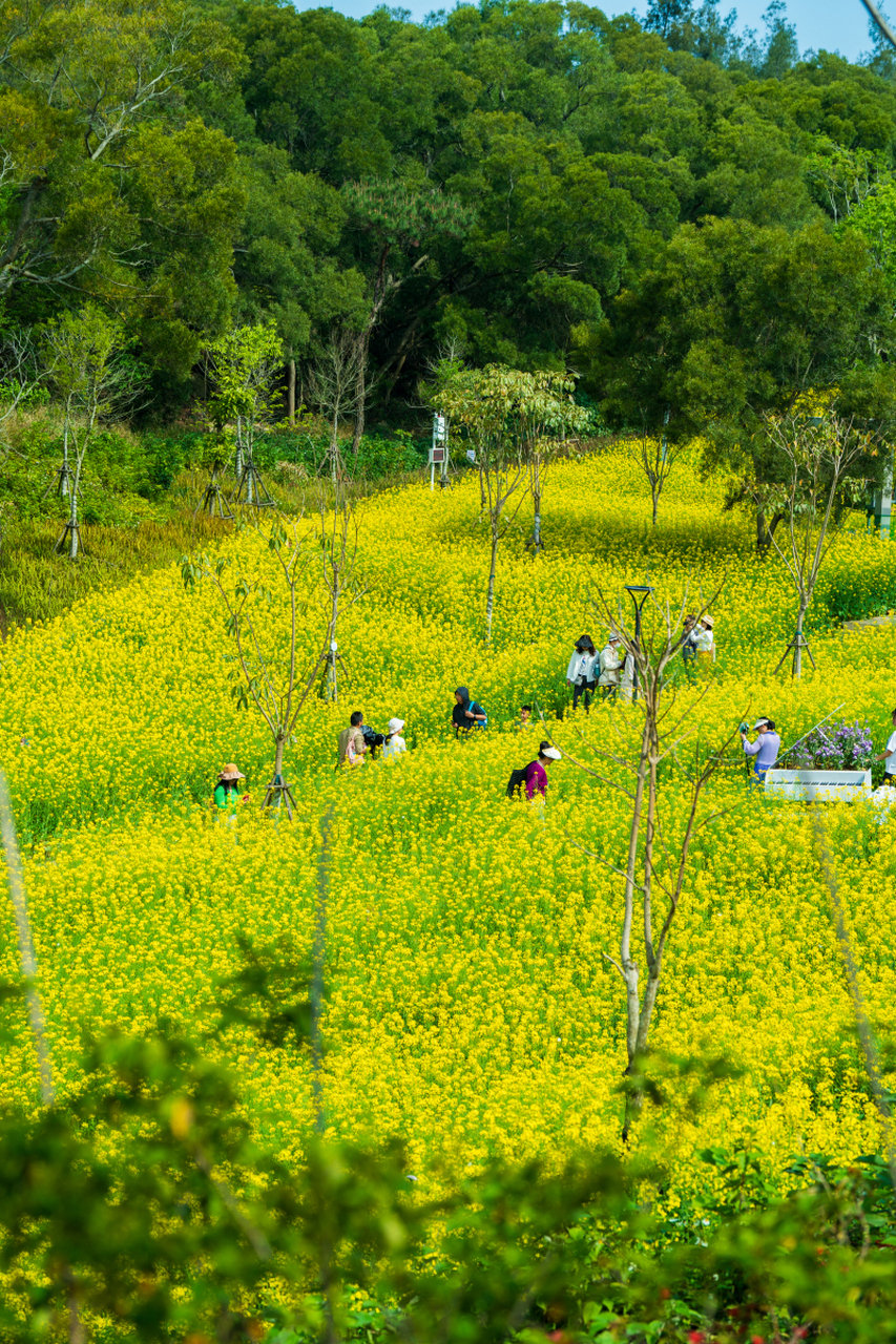 聚龙山公园晨跑,大万世居探秘客家文化;湿地公园赏绝美日落93和逛