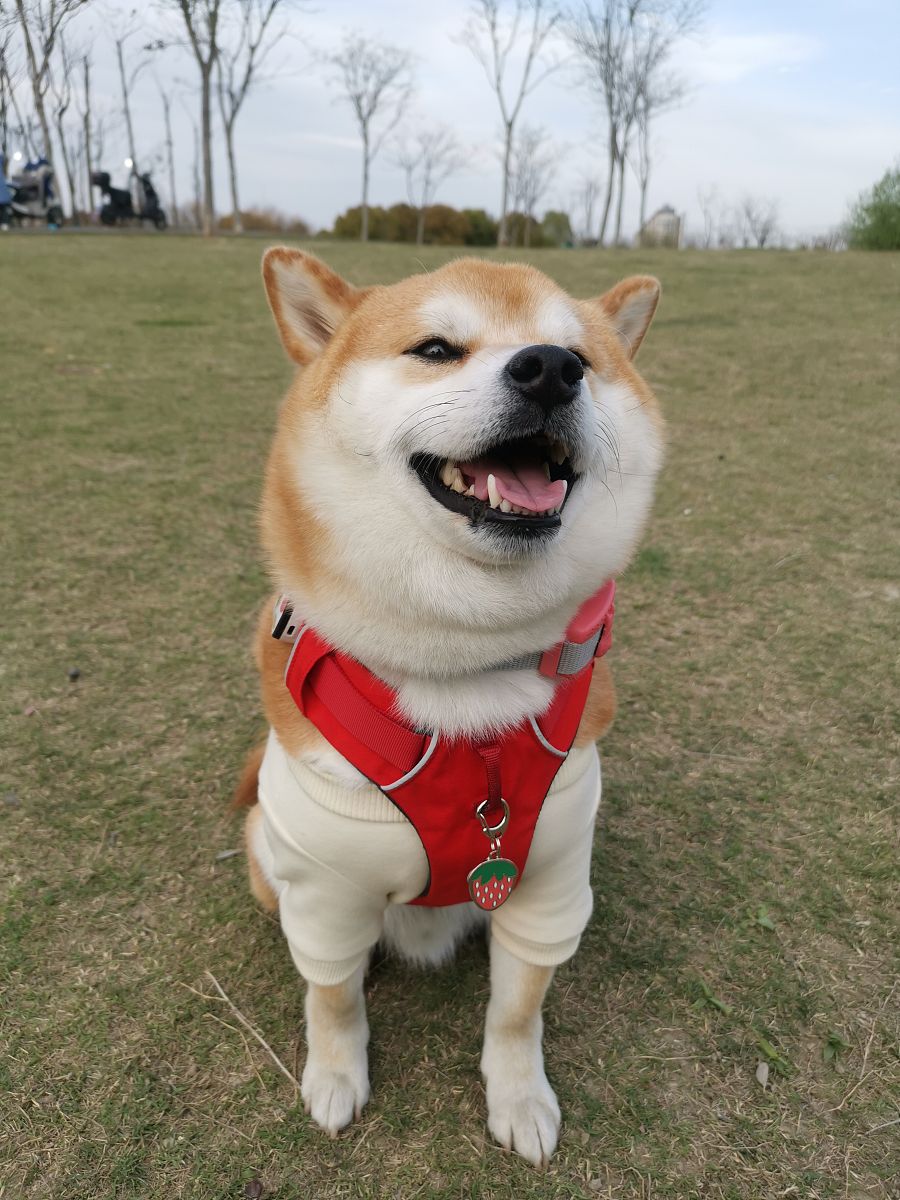 探秘日本之犬:柴犬的独特外观与性格揭秘