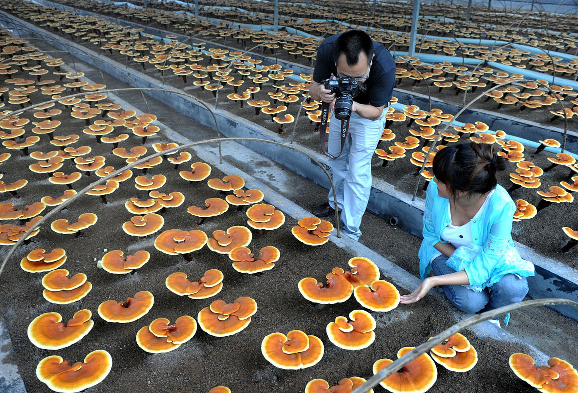 大棚灵芝长势喜人,入眼就像片片祥云,采前拍照留个纪念,见者都得吉祥