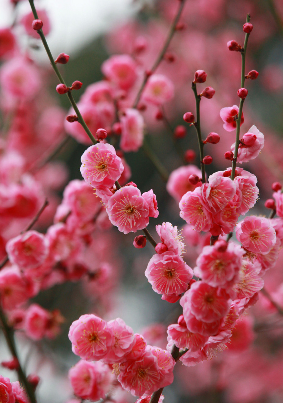 而梅花在冬天开放也就成为一种常识.