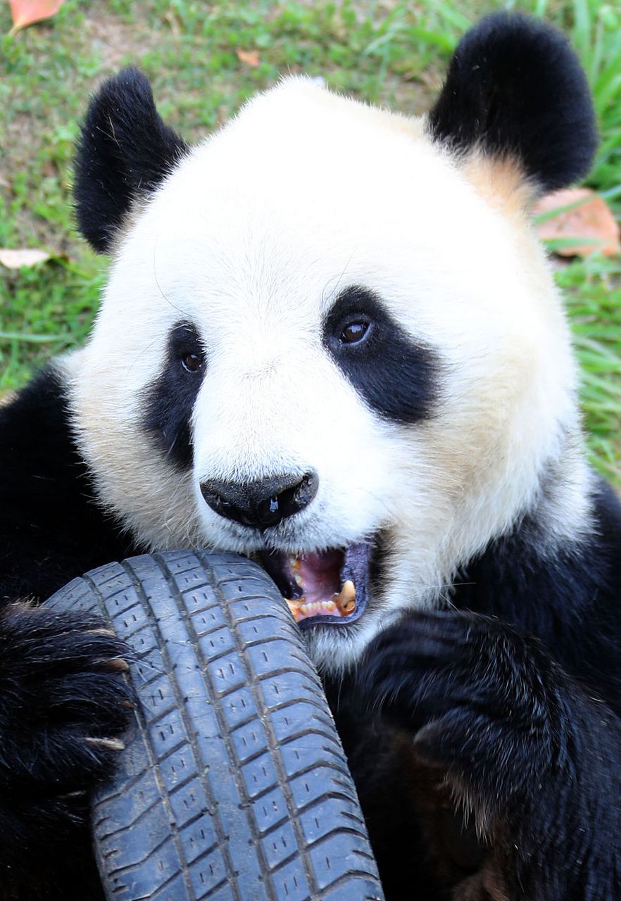 94大熊猫的毛茸茸的身体就像是天然的抱枕94看上去就想一抱就睡.