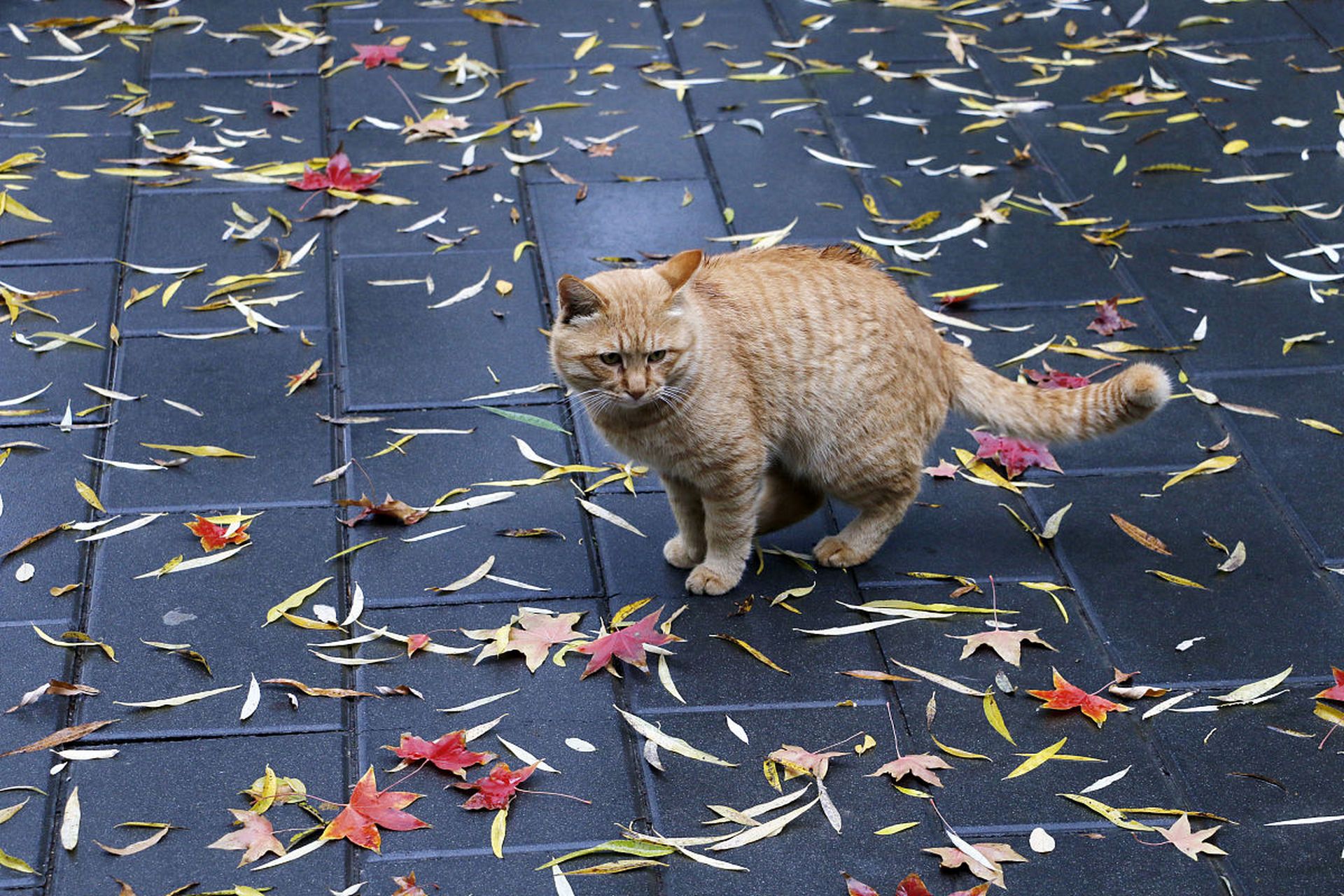 猫:在秋天的屋檐下,猫们安静地晒太阳,享受着美丽的秋景和温暖的气候.