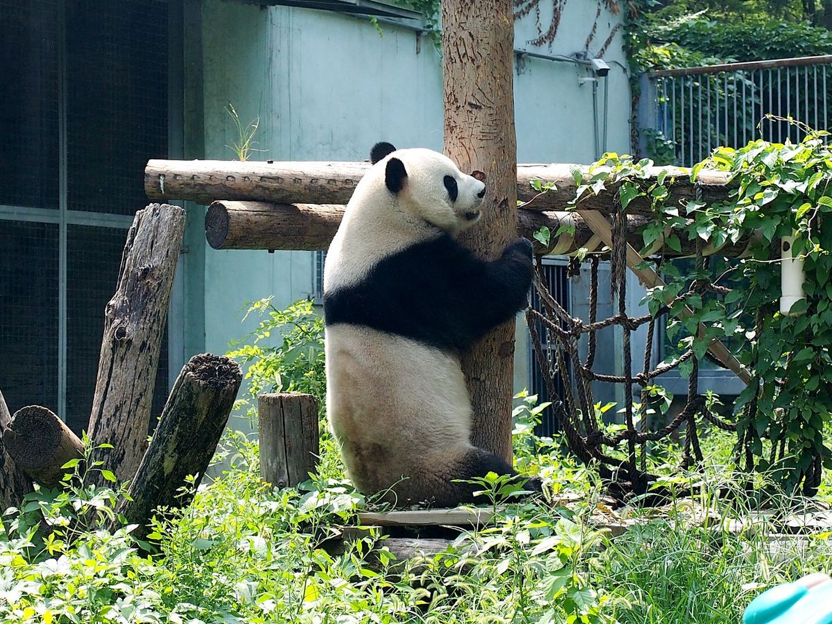 大熊猫的黑白分明毛色和萌态十足的举止,让它们散发出独特的魅力.