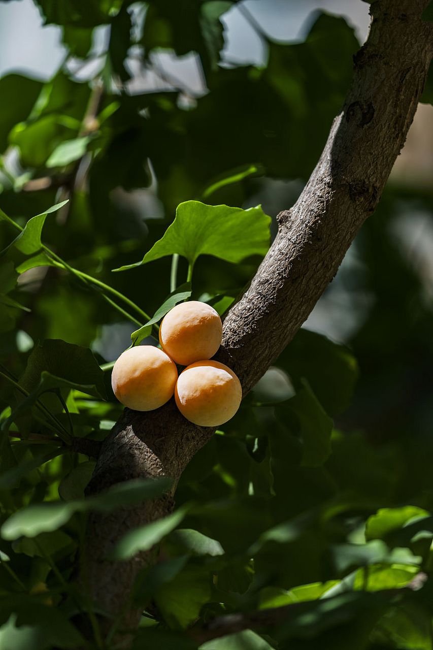 银杏果的功效与作用及食用方法  银杏果是银杏树的种子,也被称为银杏
