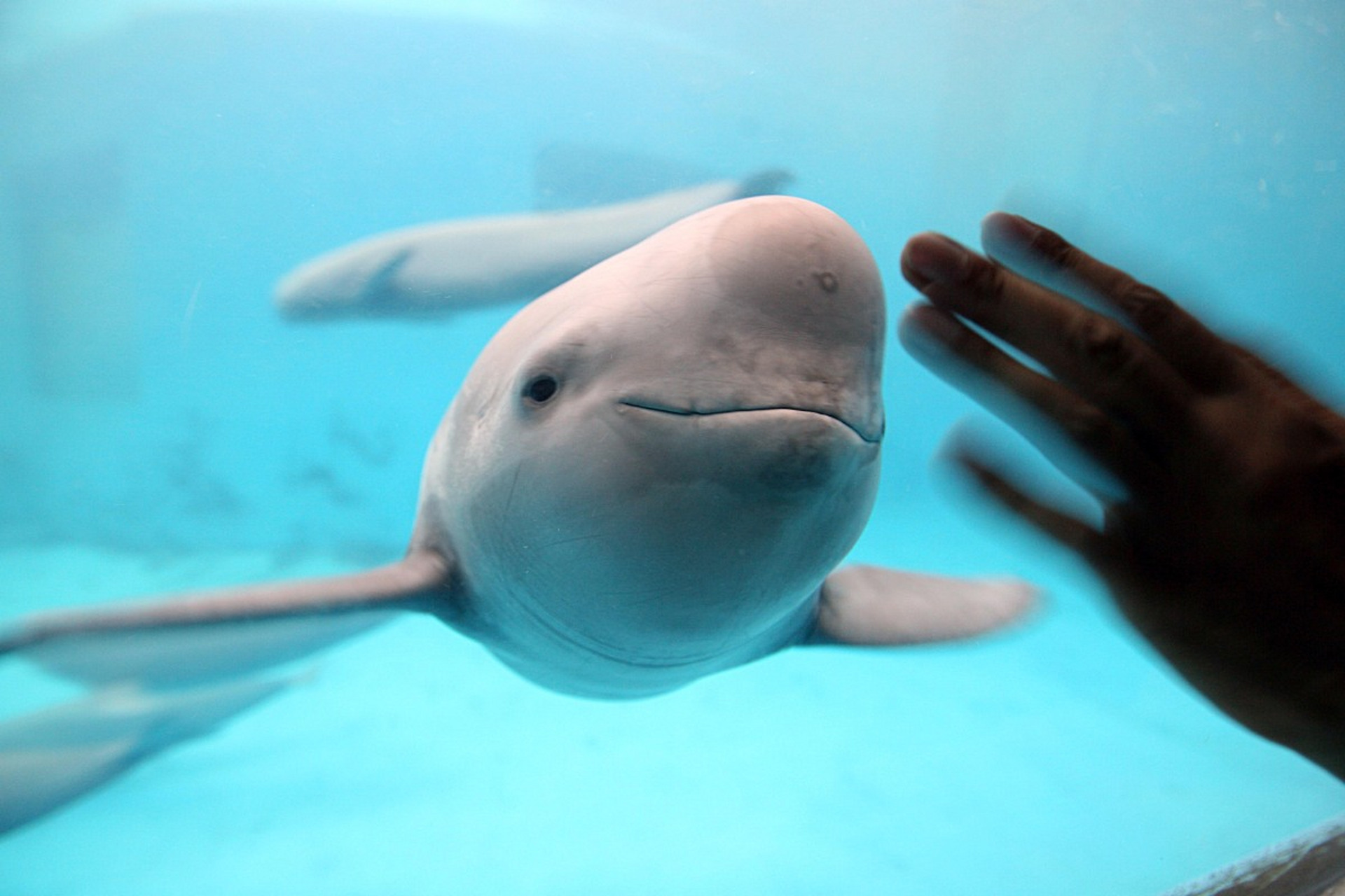 白鳍豚是中国中部的特有哺乳动物,以其美丽的外形和珍贵的物种历史而