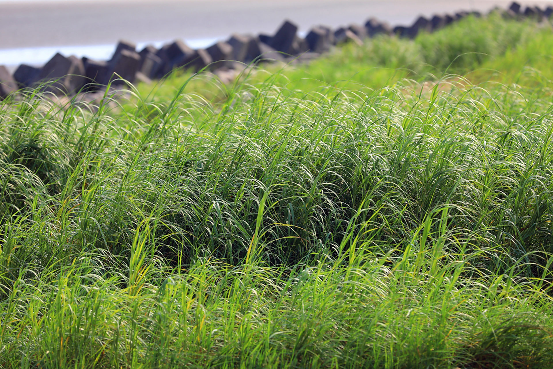 防治外来入侵植物刻不容缓  互花米草这种听起来浪漫诗意的植物,却是