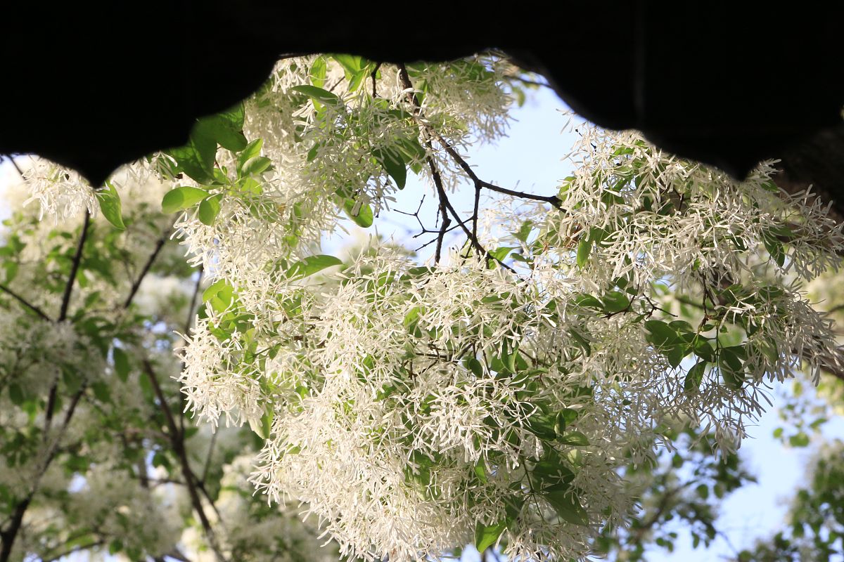 糯米花树,有没有药用价值?