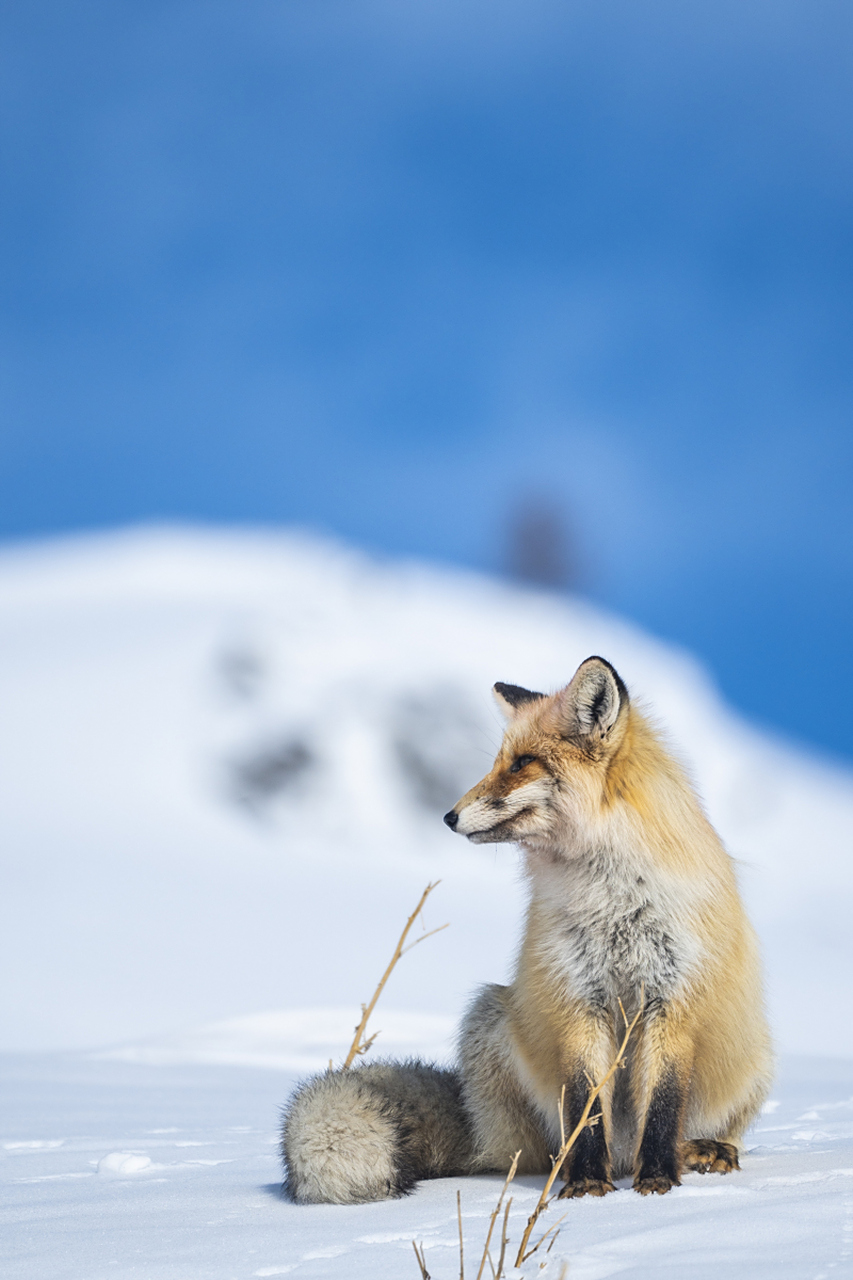 很久很久以前,有一只聪明的狐狸,它经常在村子里的鸡舍偷鸡.