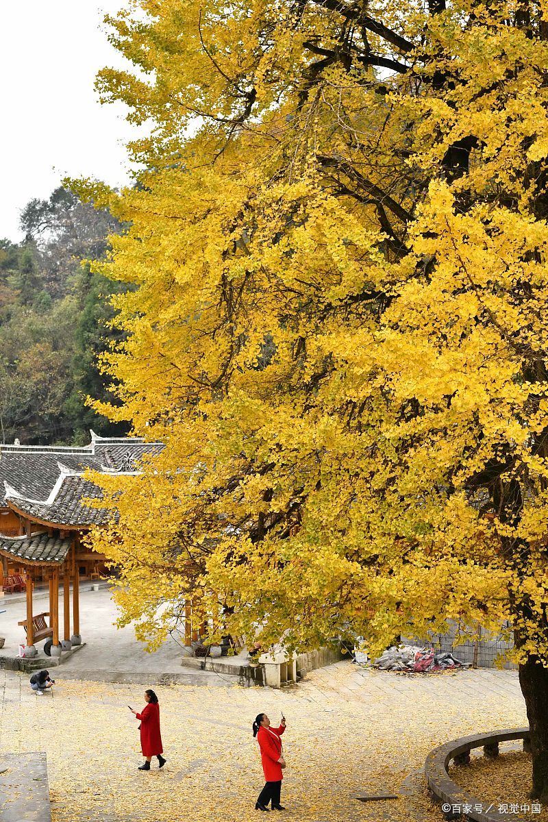 广西桂林·海洋乡:100万株银杏,霸占广西最美秋色