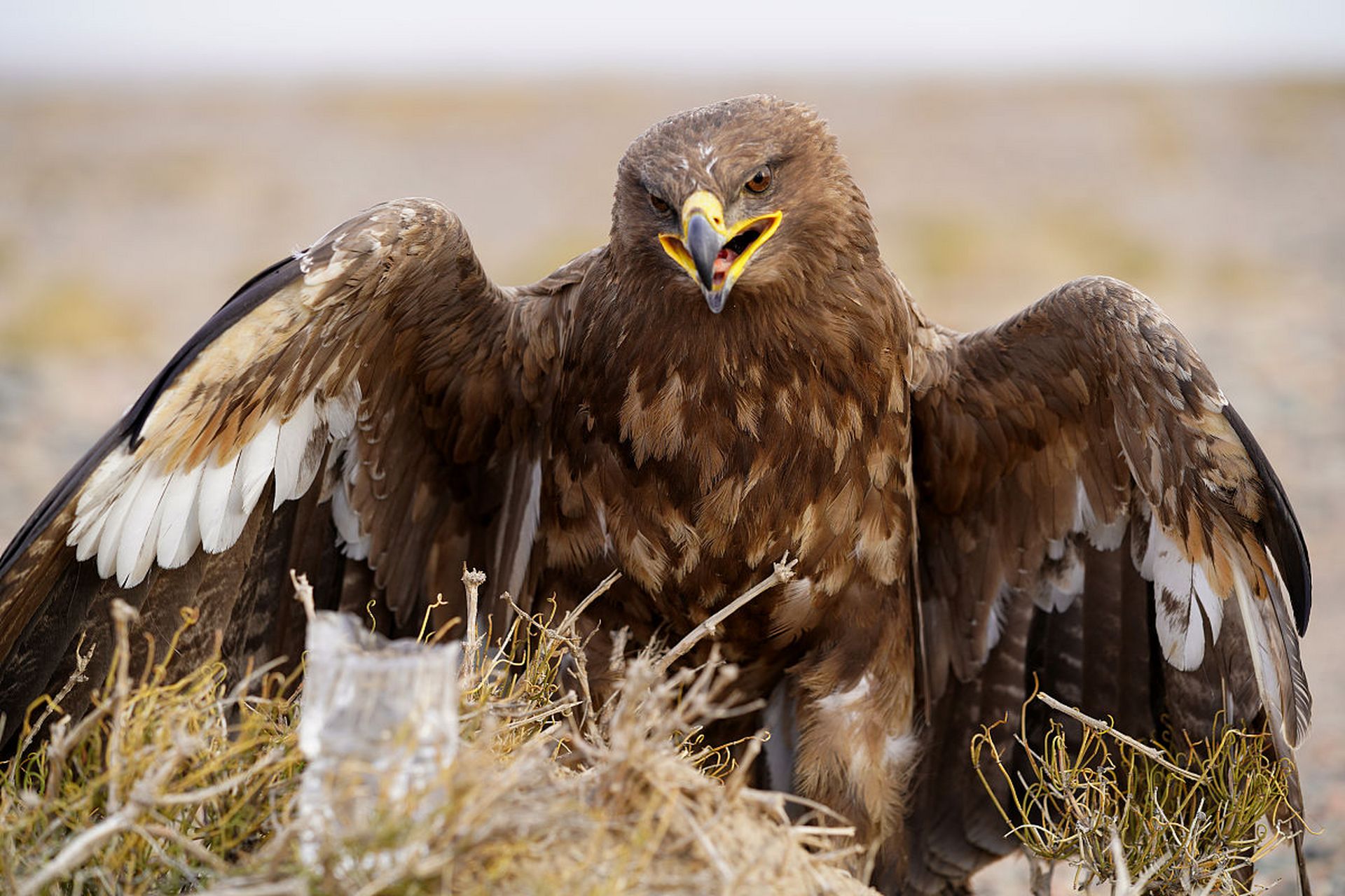 雄鹰,很有气势,眼神犀利.  #动物趣图