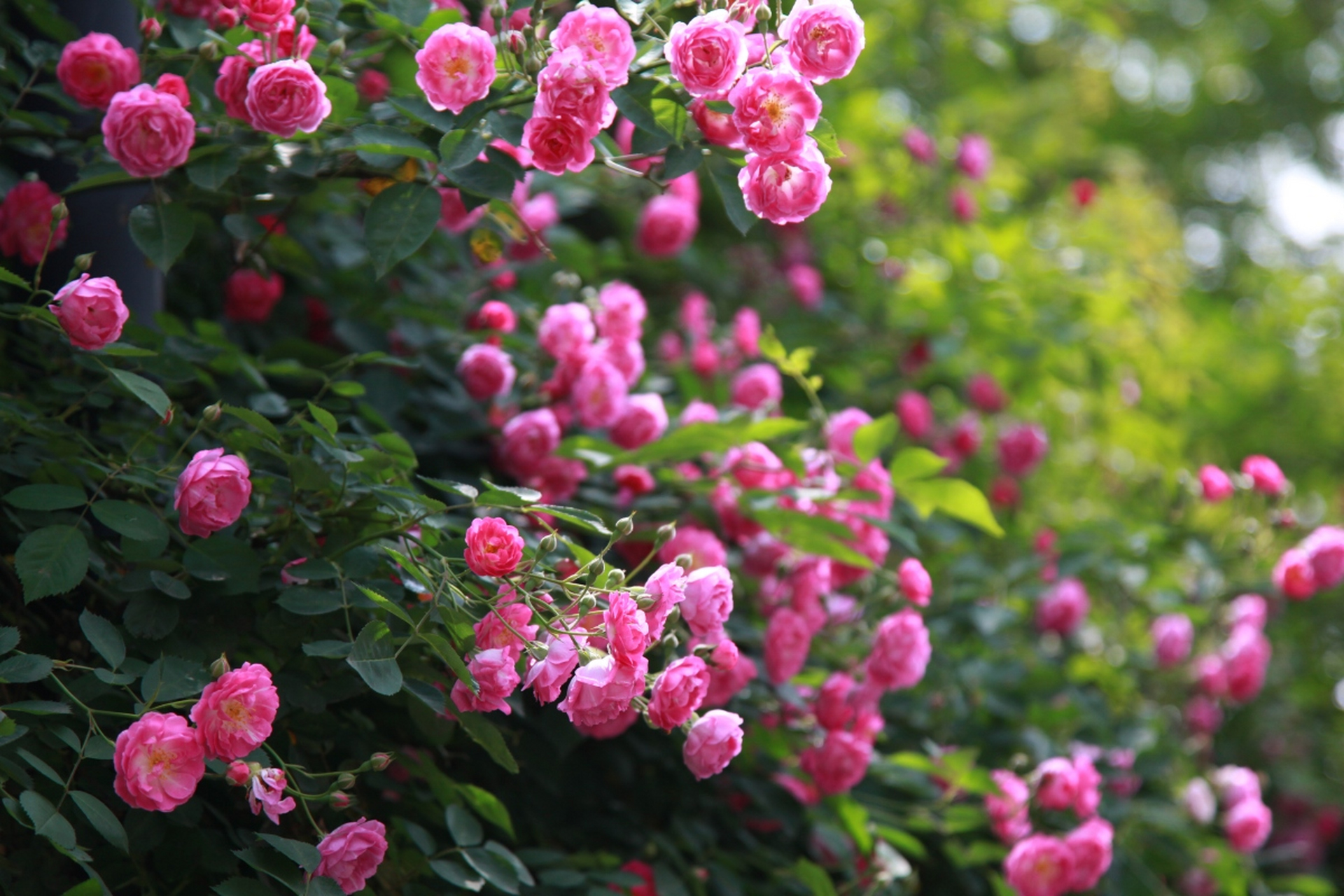 重庆四季好风光#  北碚金果园,位于缙云山脚,嘉陵江旁,蔷薇盛开,乱抖