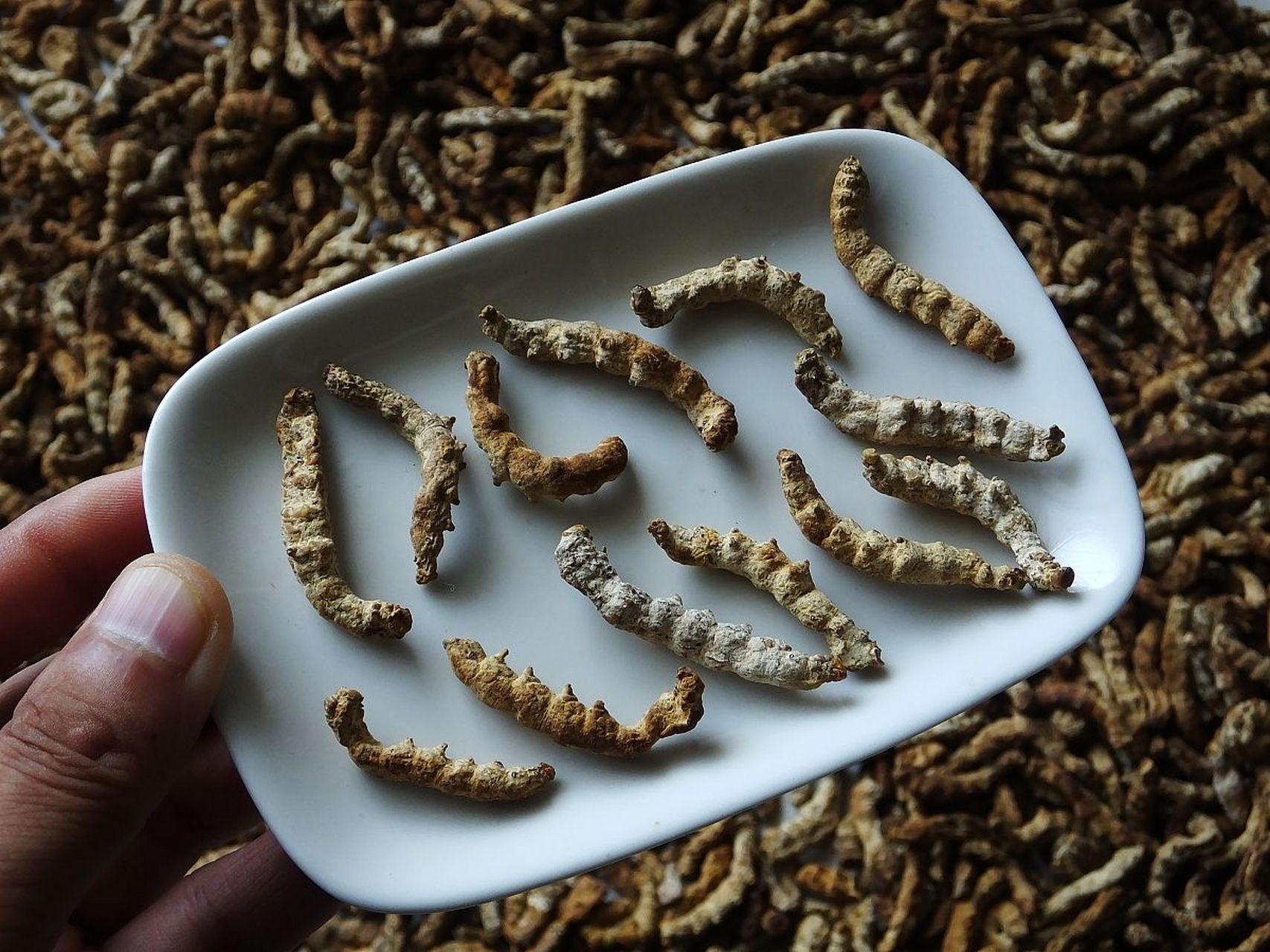 了太多人 【组成】天麻,半夏,陈皮,茯苓,白术,竹茹,枳壳,代赭石,僵蚕