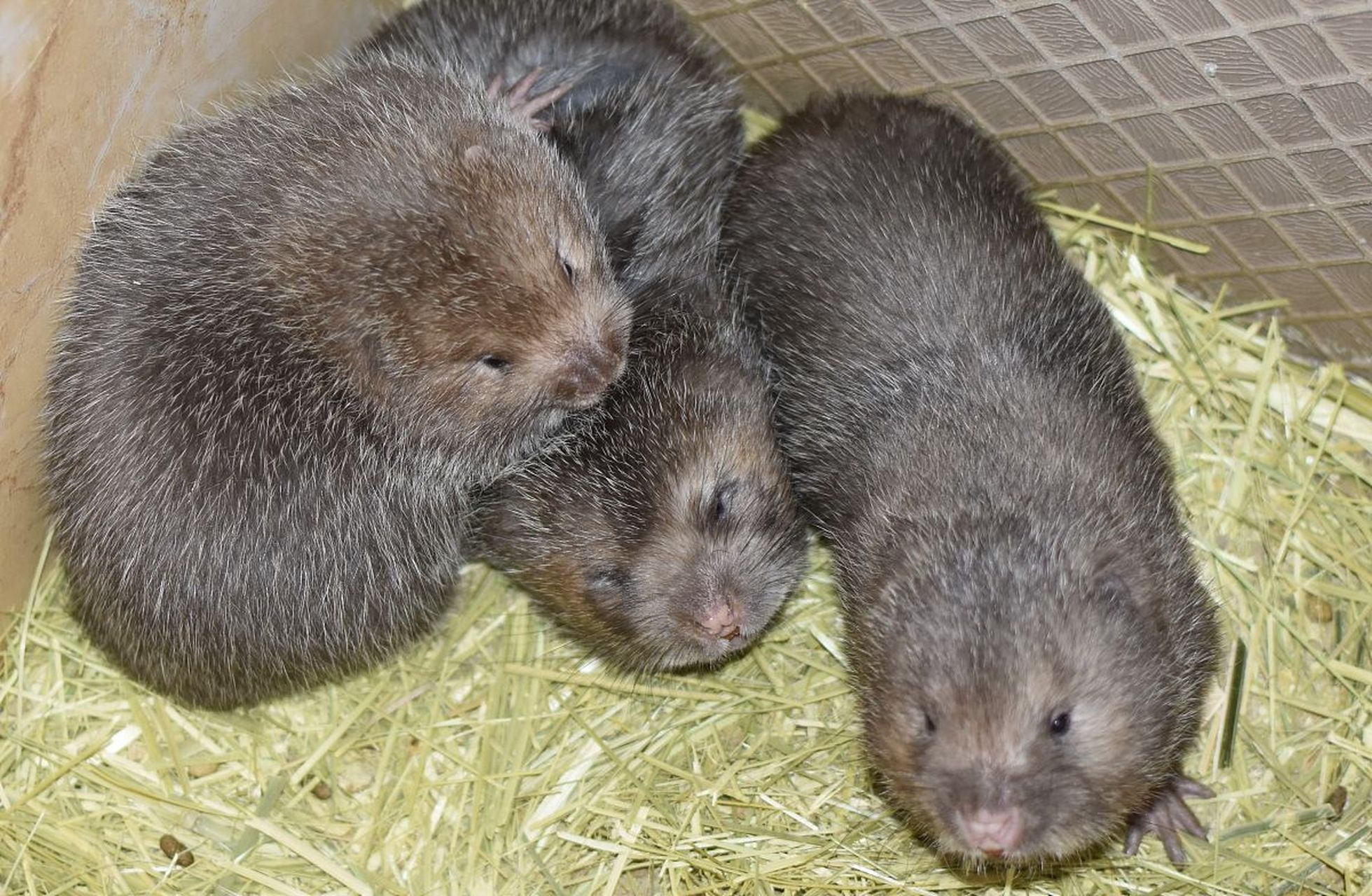 我今天想和大家聊聊一个挺有意思的话题——竹鼠可以养殖吗?