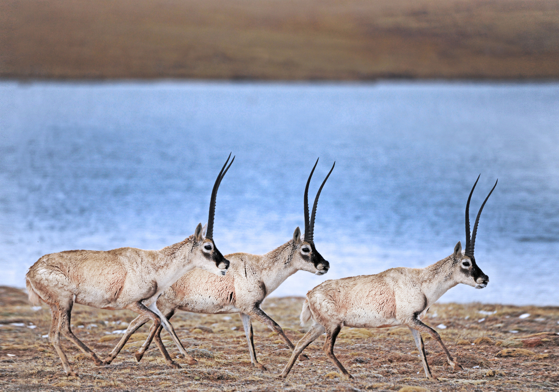 藏羚羊濒危时只剩2万多只,经过这么多年的保护,有多少了?