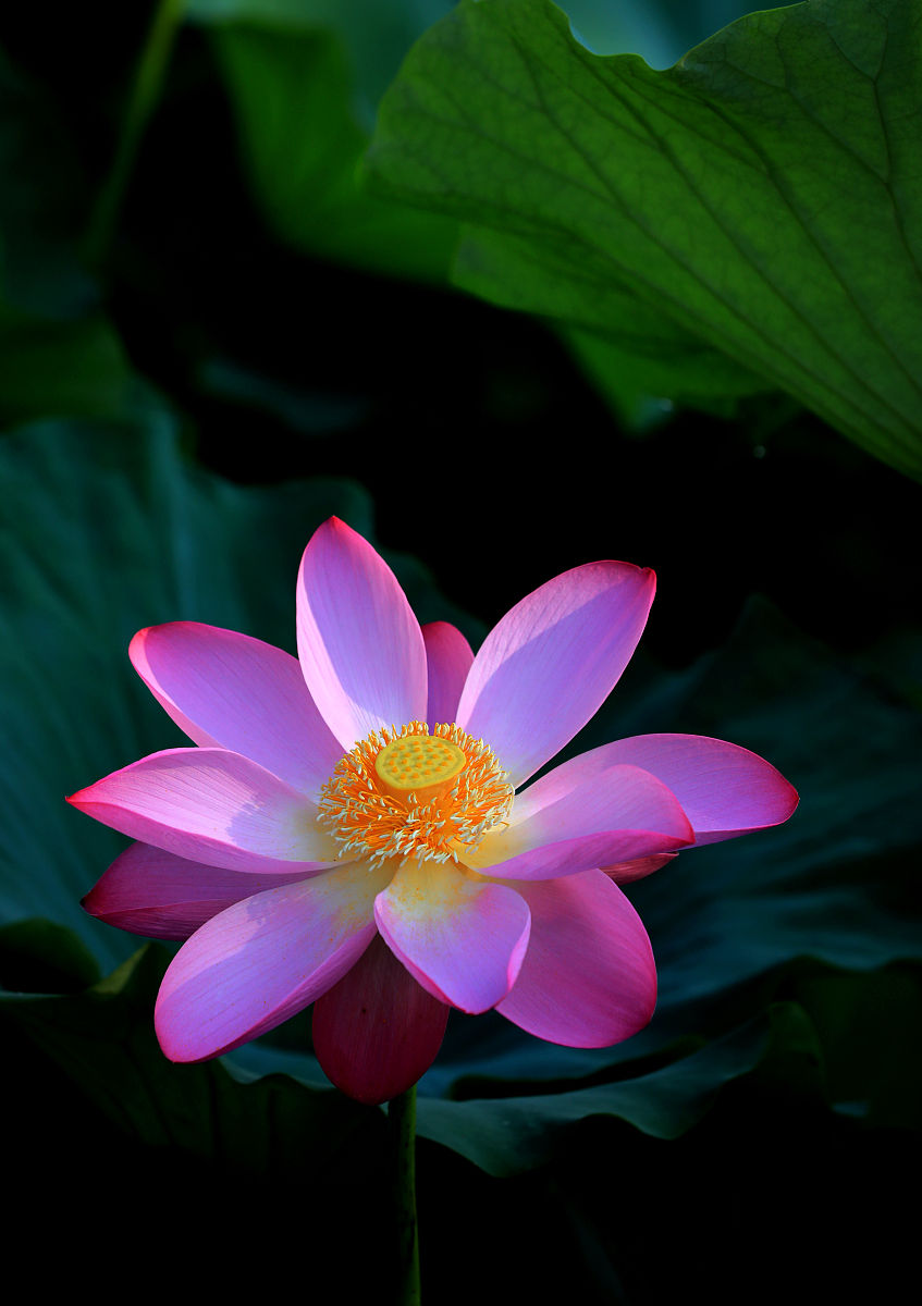 清晨雨露图片 莲花图片