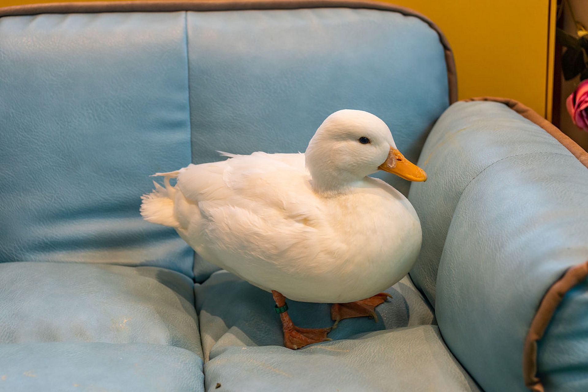 宠物鸭被营救时边上正摆着三口锅  正在自家花园散