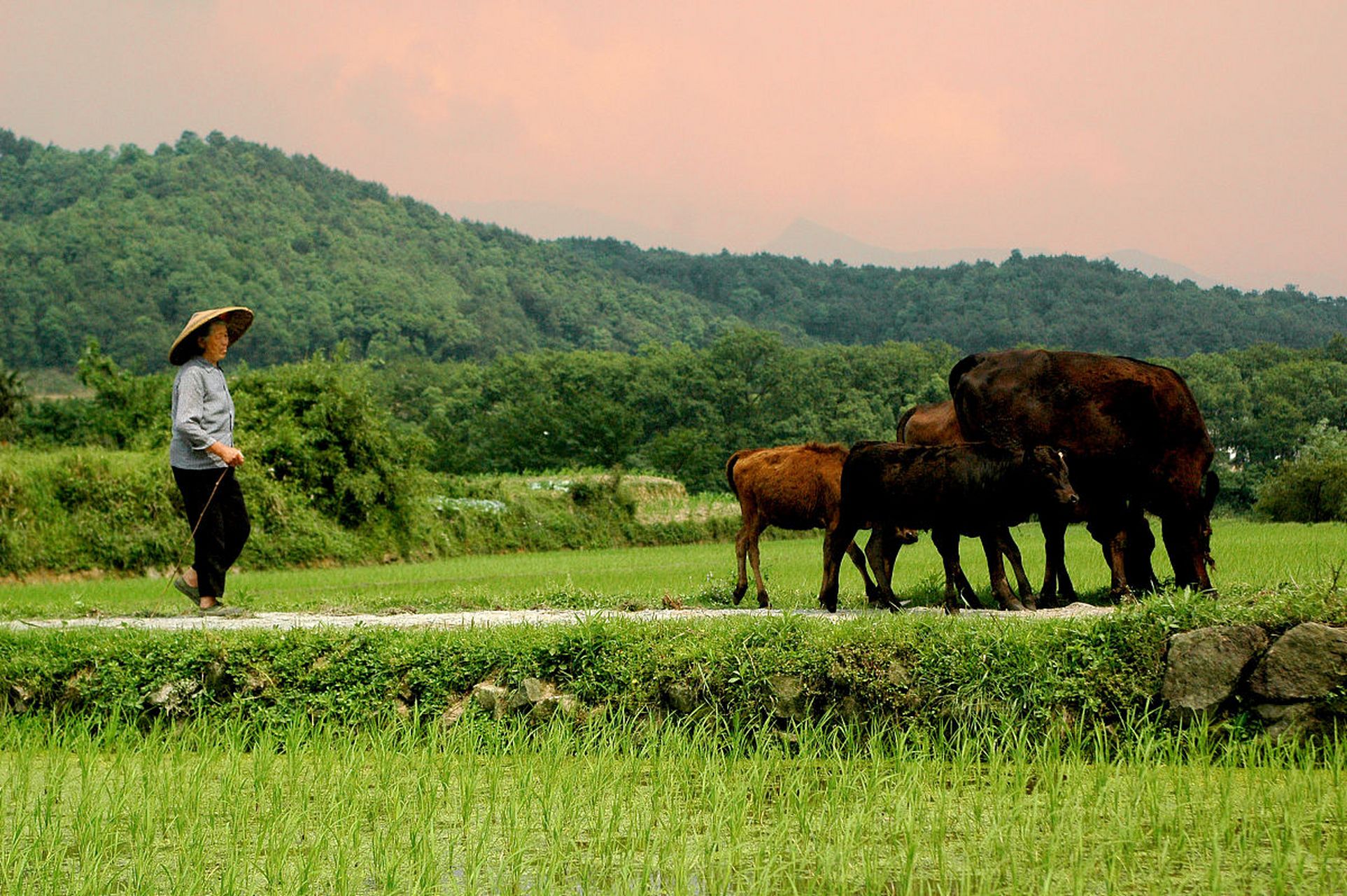 于是尾随妻子出门放牛,竟然亲眼看见妻子与同村男子在草丛里有不正当