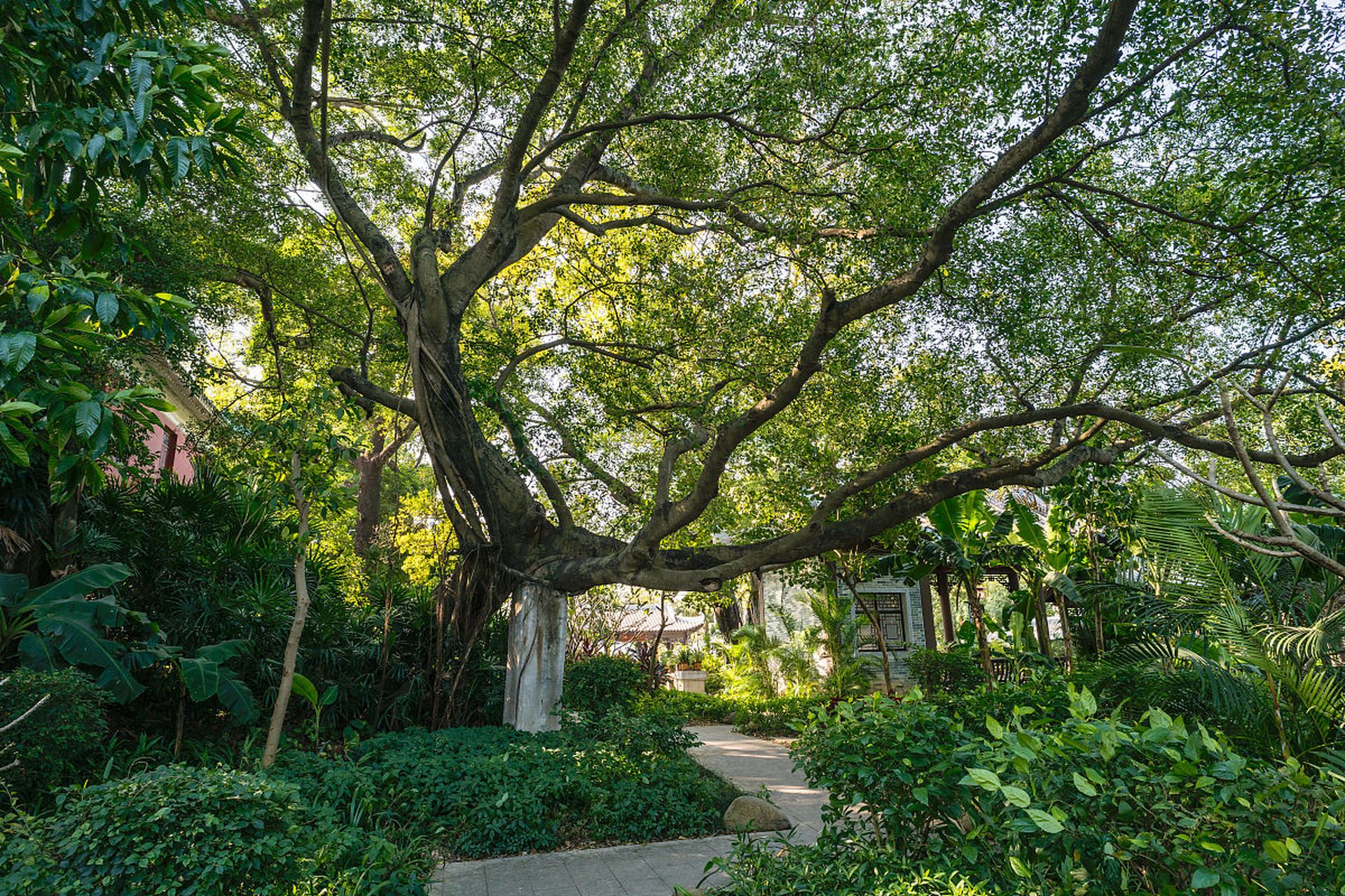位于福建省霞浦县牙城镇渡头村的榕枫公园,作为杨家溪的瑰宝,吸引着