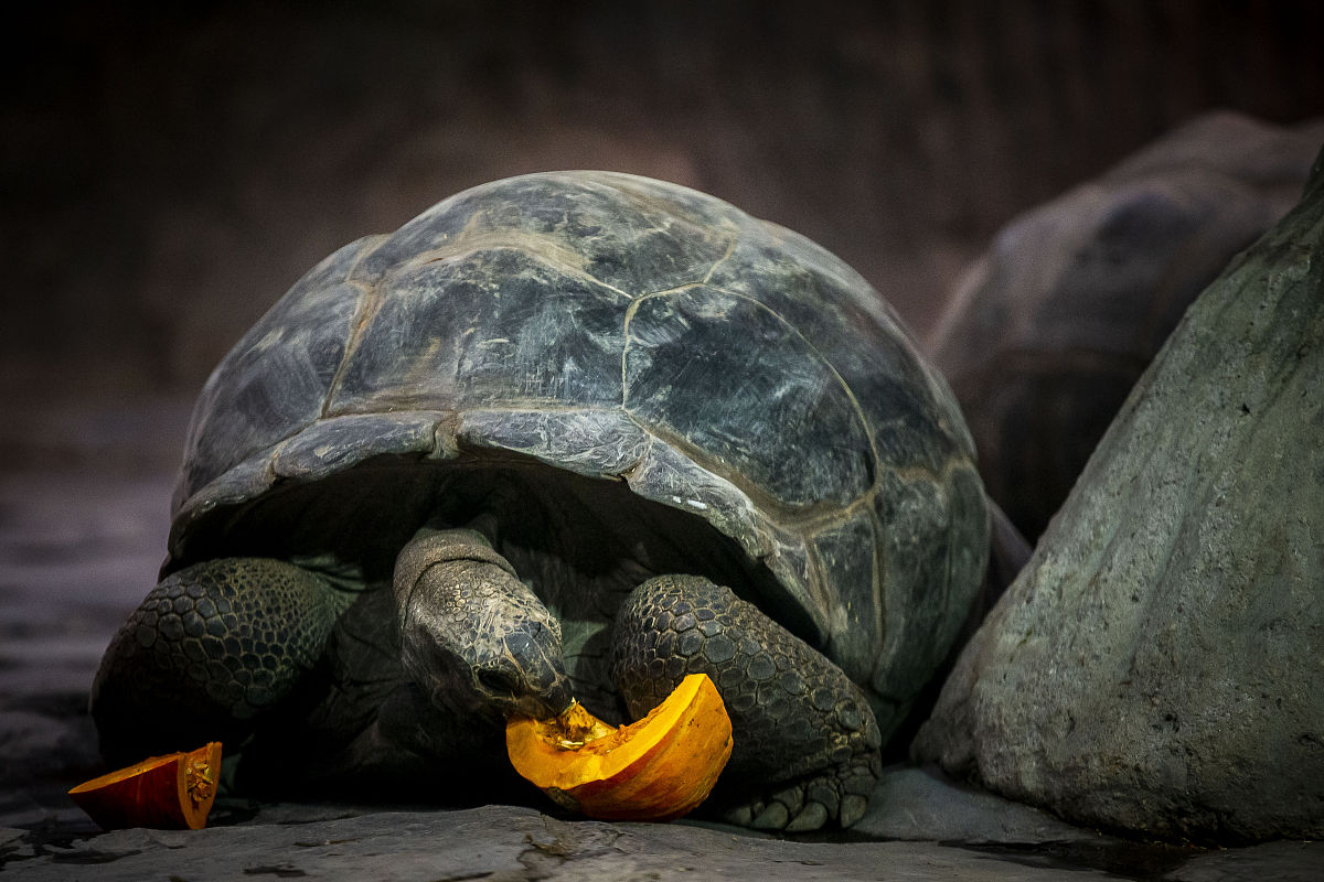 可爱的乌龟合集