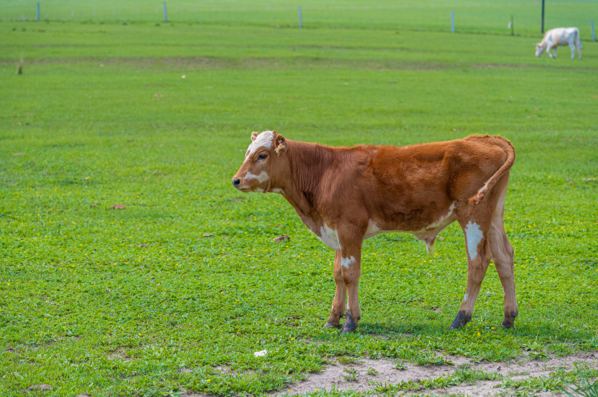 奖品公布!动物们脱颖而出,小黄牛,黑毛猪,小香羊霸占奖台!