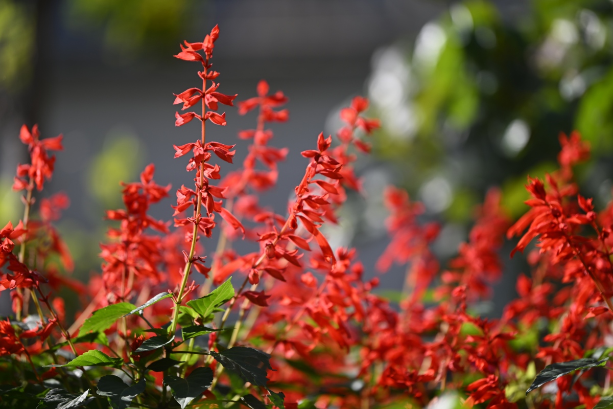 百花知识(150):一串红
