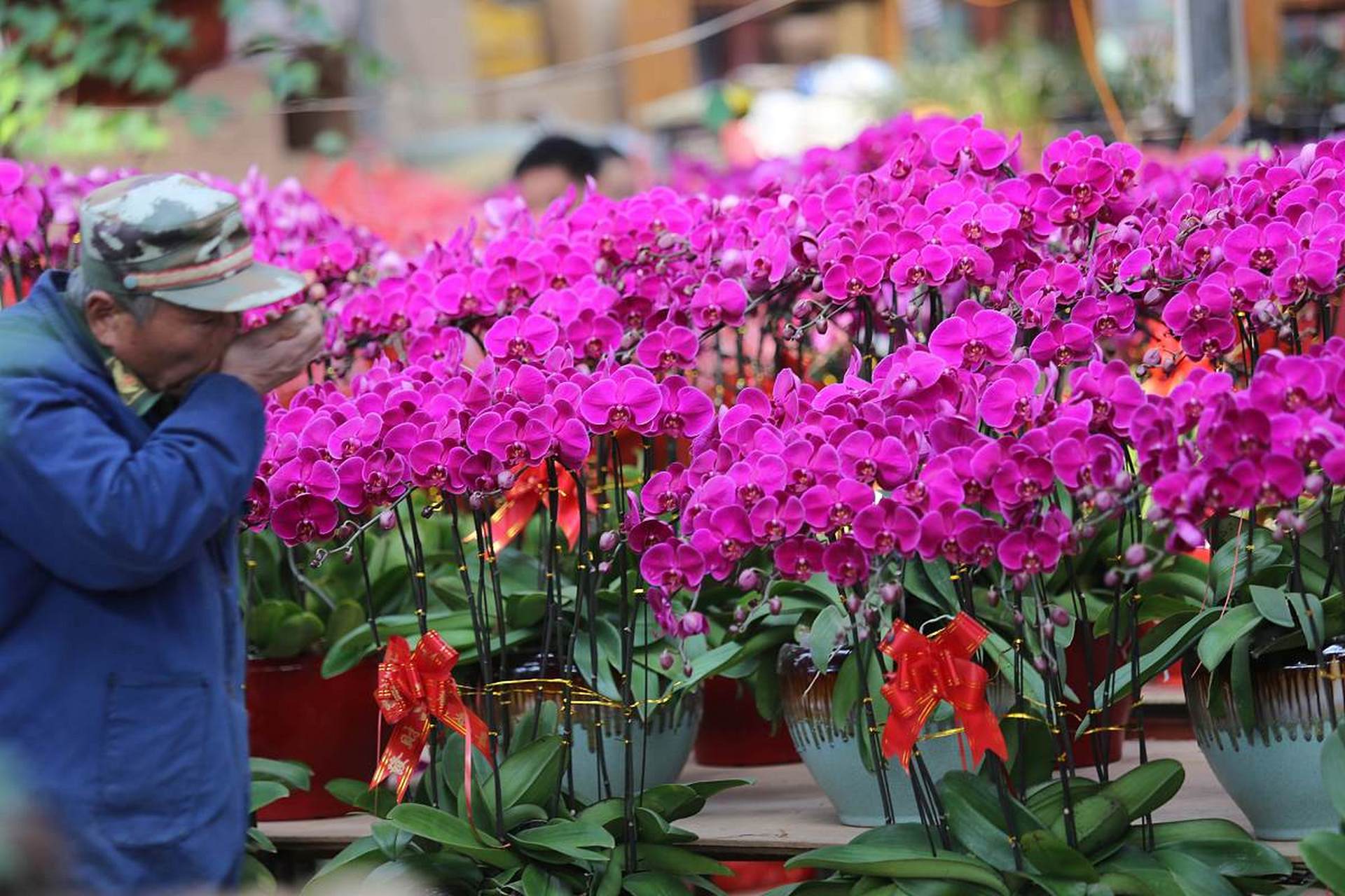 子孙满堂花是一种寓意繁荣昌盛和财富的观赏植物.