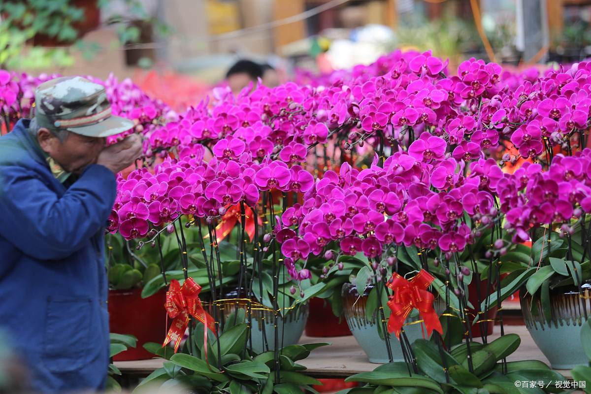 在众多花卉中,子孙满堂花因其独特的含义而备受瞩目.