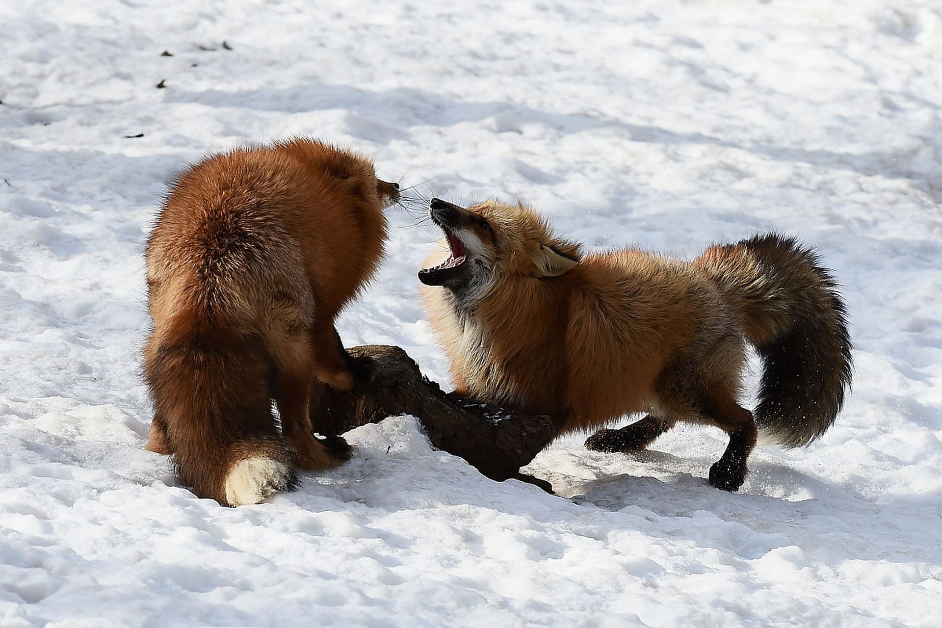狐狸——森林的狡黠精灵  在森林深处,生活着一种充满神秘色彩的动物