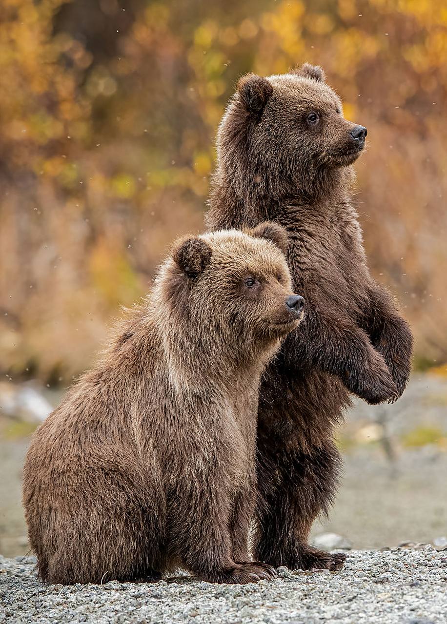 " 妈妈熊笑着回答:"不会啊,因为我们会做美